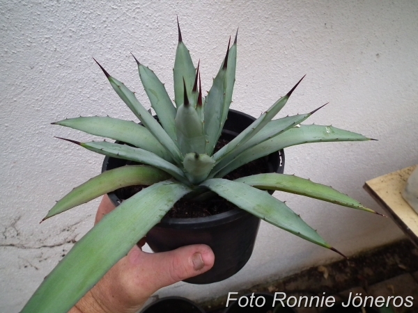 Agave macroacantha blå